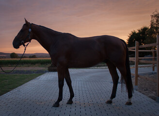 junges Warmblut Pferd mit Halfter und Strick auf Pflaster neben einem Paddock mit Sand beim...