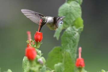 Ruby Throated Juvenile Hummingbird Feeding on Turk's Cap Hibiscus