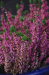 Heath in a flower pot