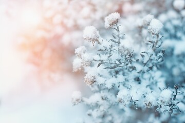 Beautiful winter scenery with frozen plants and sunshine