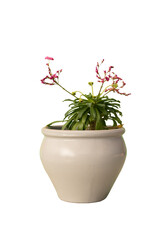 Cut out levisia plant in a pot, home decoration isolated