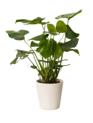 Tuinposter Cut out monstera plant in a pot, home decoration isolated © Asier
