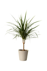 Cut out dracaena plant in a pot, home decoration isolated