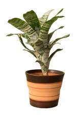 Cut out cebra plant in a pot, home decoration isolated