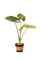 Cut out alocasia plant in a pot, home decoration isolated