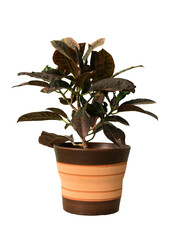 Obraz premium Cut out calatea plant in a pot, home decoration isolated