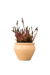 Cut out heather plant in a pot, home decoration isolated