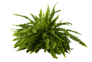 Cut out fern plant in a pot, home decoration isolated - obrazy, fototapety, plakaty