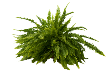 Cut out fern plant in a pot, home decoration isolated