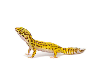 Leopard gecko white background