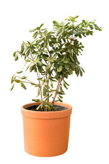 Obraz premium Cut out cheflera plant in a pot, home decoration isolated