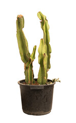 Cut out cactus in a pot, home decoration isolated