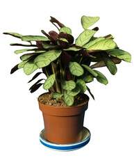 Cut out plant in a pot, home decoration isolated