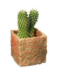 Cut out cactus plant in a pot, home decoration isolated © Asier