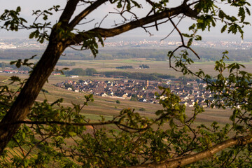 Kaysersberg vignoble, Sigolsheim vu au travers des branches d'un chêne vert sur le Mont de Sigolsheim, CEA, Alsace, Vosges, Grand Est, France