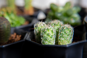 マミラリア　銀手毬