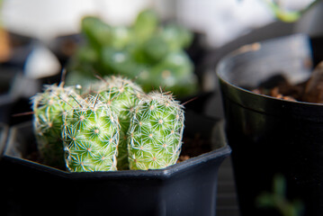 マミラリア　銀手毬