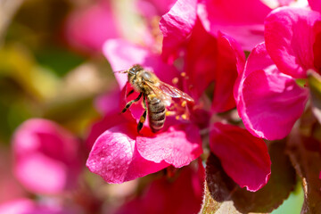 A bee on the red flower of an apple tree