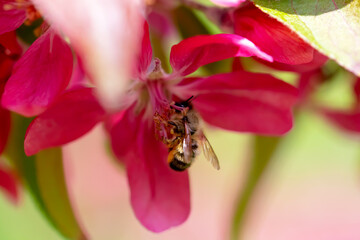 A bee hanging on the stamens of a flower close-up