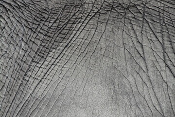 Fototapeta premium Elefantenhaut