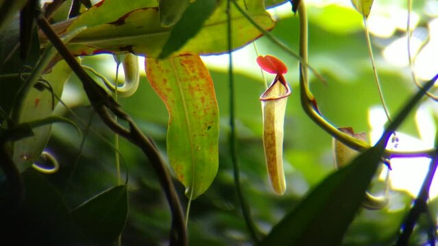 Font view of a reddish rim upper pitcher plant. Nepenthes or so called Kantong Semar. this species are well cultivated in lowlands with special care