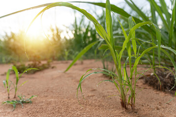 Close up little organic corn plant grow up out of the ground with water drops and morning sunlight. Fresh young life plant grass growing on the farmland. Ecology farm in country side.