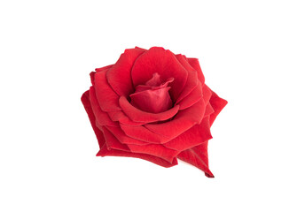 Beautiful red rose bud isolated on white background.