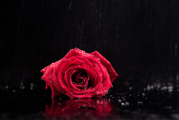 Blooming red rose on a dark background in the rain. Drops of water on the petals of a red rose.