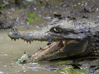 Portrait Black Caiman (Melanosuchus niger) Alligatoridae family. Amazon Rainforest, Brazil