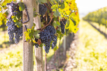 Blue bunches of Cabernet sauvignon grapes in a vineyard ripening before harvest