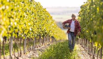 An experienced winemaker walks through the vineyard, carrying a box full of grapes