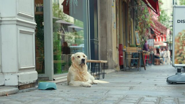 Golden Retriever waiting outside a shop in Paris