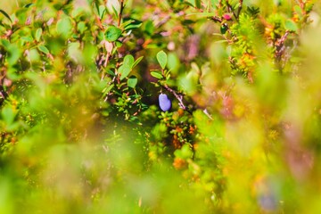Soft focus flowers. Flora of the Arctic Circle- Kola Peninsula. Murmansk region- coast of the White Sea