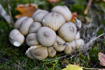 Mushrooms in the forest