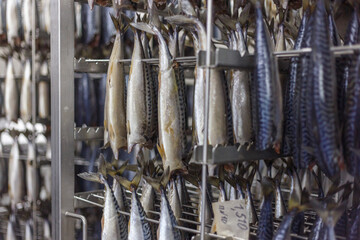 Fresh mackerel ready for the process of smoking in the oven.