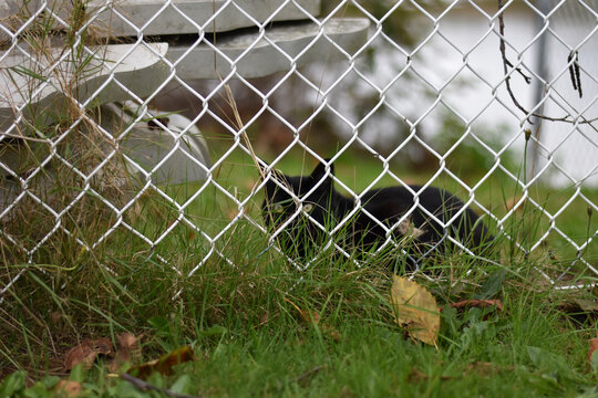 Cat Looking Through Fence
