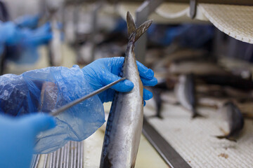 The process of preparing mackerel for smoking in the oven.