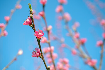 Pink peach tree blossom on branch against blue sky