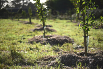 Young Apple and Pear orchard growing in afternoon sunlight