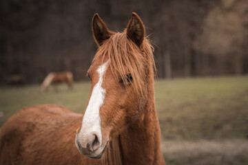 A beautiful horses on the paddock at the horse farm. A foal on the farm, a beautiful little horse, brown in color. Stable with driving lessons.