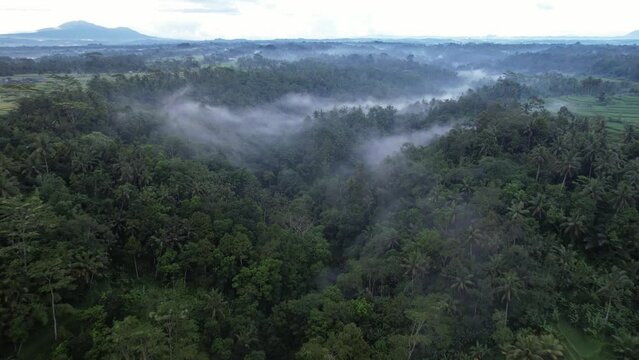 Scenic aerial view of Bali landscapes at evening hour. White clouds of fog condense over tropical forest in ravine after heavy rain. Dim natural light, typical countryside at north of Ubud town