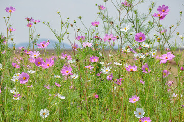 Fototapeta premium flowers in the field