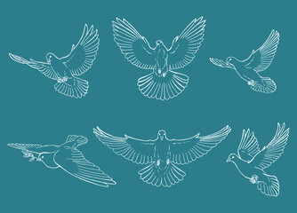 Set of dove outline. Line art style isolated. Hand drawn vector illustration.