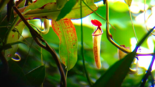 front view of a reddish rim upper pitcher plant. Nepenthes or so called Kantong Semar. this species are well cultivated in lowlands with special care