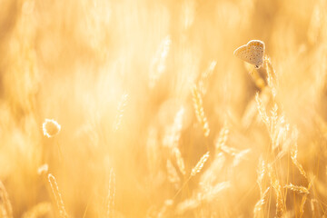 Polyommatus icarus butterfly sitting on wheat spikelet at sunset