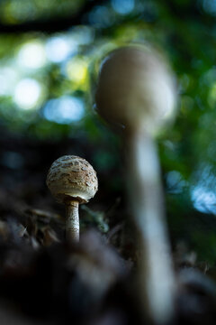 Small mushrooms growing in woods