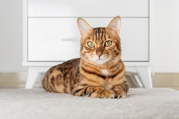Charming red cat lies on the floor in the room.