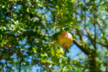 Juicy yellowish green pomegranate fruit on tree branch in the garden. Punica granatum. Colorful image with space for text, close up. Selective focus, noise effect and grainy texture.