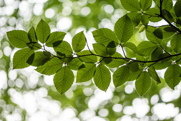 Branch of beech tree with leaves