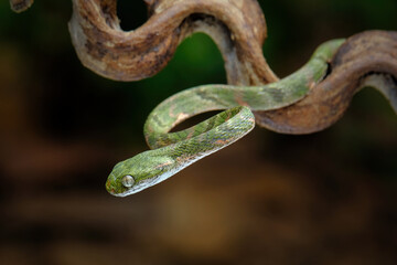 green snake in the tree